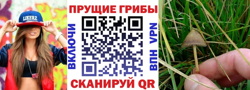 Псилоцибиновые грибы прущие грибы  купить наркотики цена  OMG как зайти  Кохма 